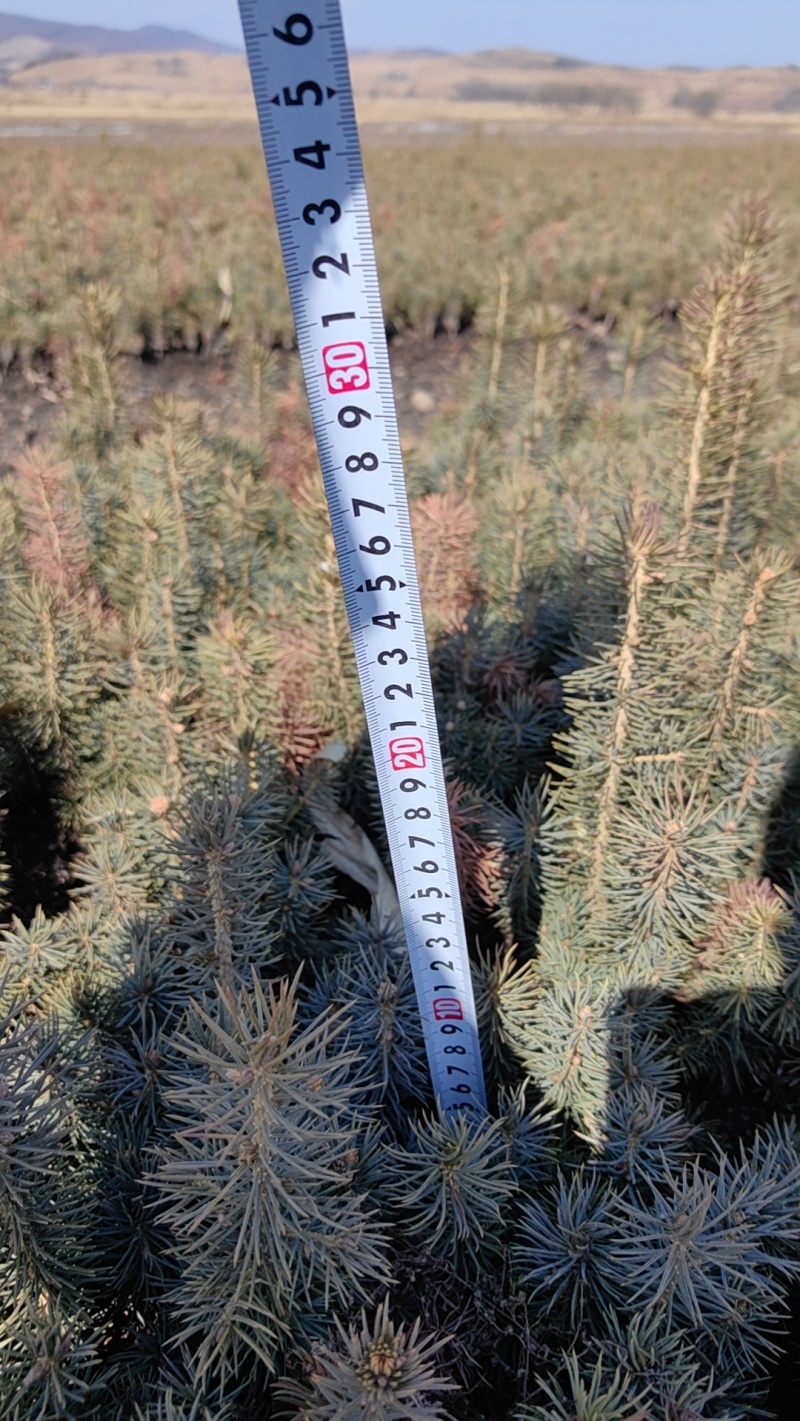 云杉杯苗，小苗，定植苖量大规格全成活率高欢迎选购东北货源