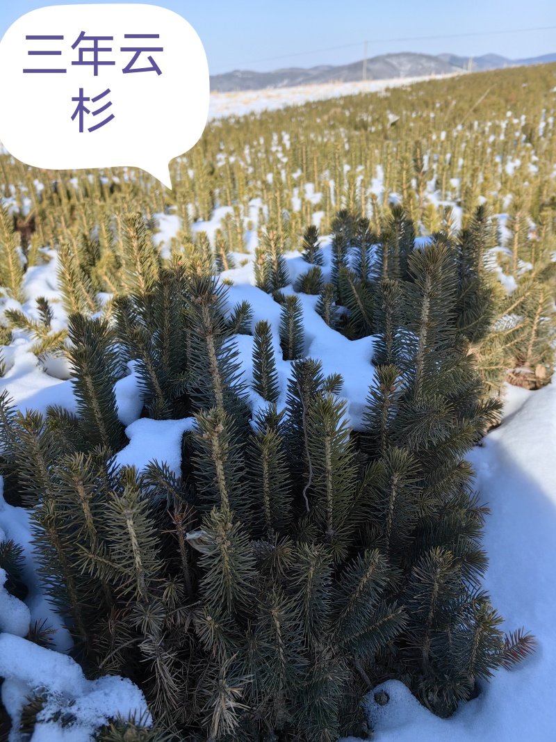 云杉杯苗，小苗，定植苖量大规格全成活率高欢迎选购东北货源