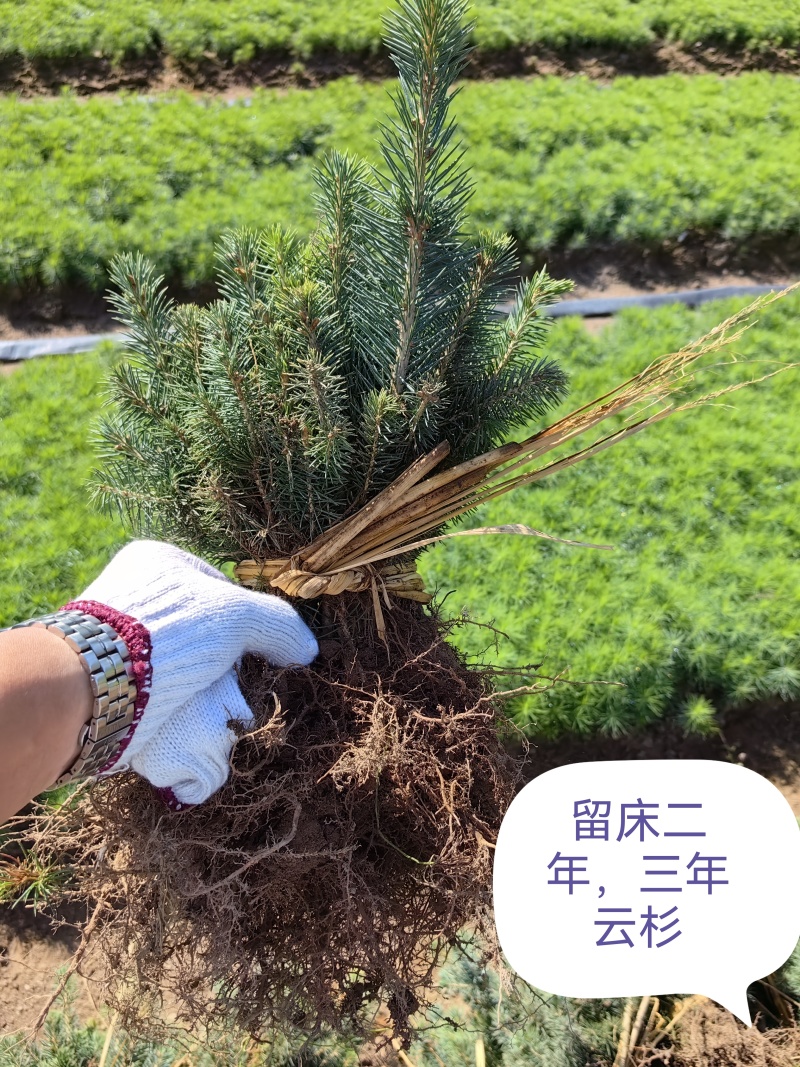 云杉杯苗，小苗，定植苖量大规格全成活率高欢迎选购东北货源