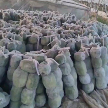 大量供应一串玲冬瓜，吊冬瓜，白霜冬瓜