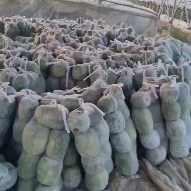 大量供应一串玲冬瓜，吊冬瓜，白霜冬瓜