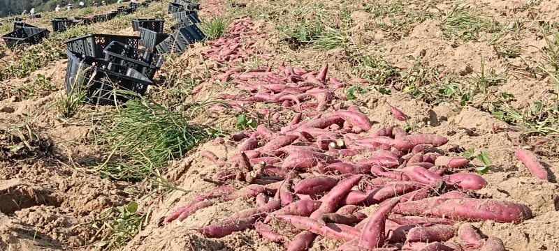 沙地小香薯