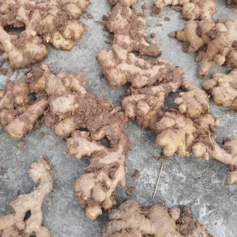 种姜，菜姜