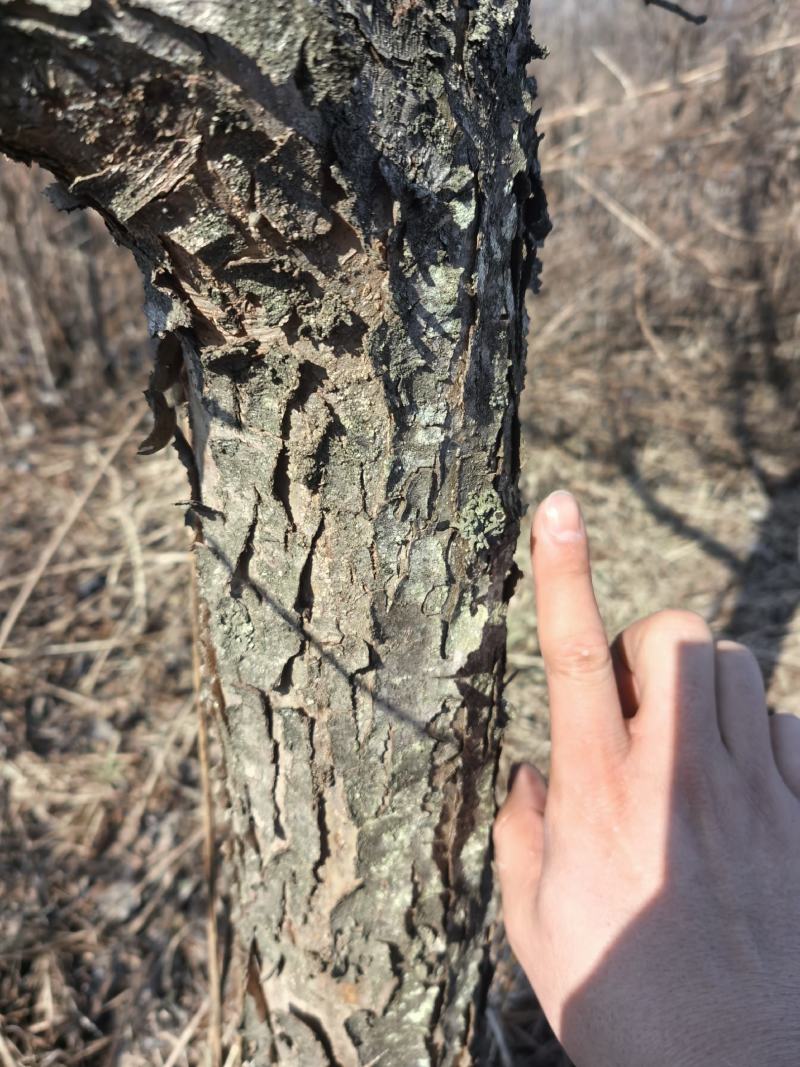 大量出售5-8年生北美海棠树苗