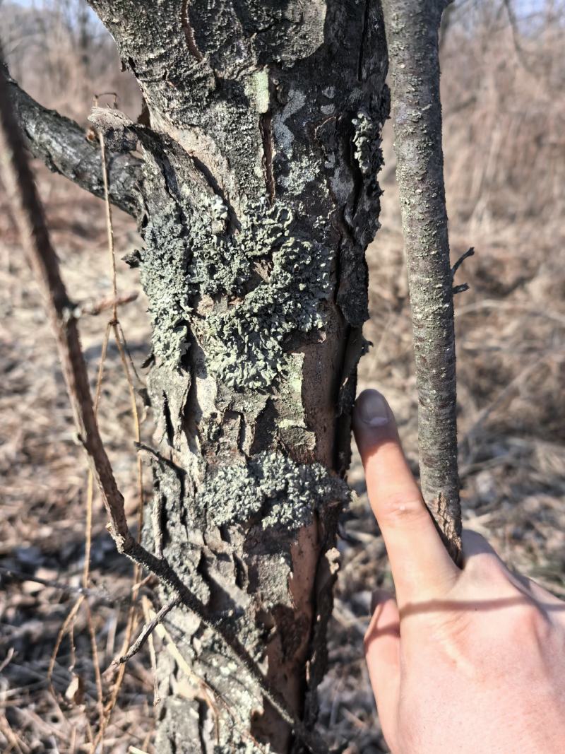 大量出售5-8年生北美海棠树苗