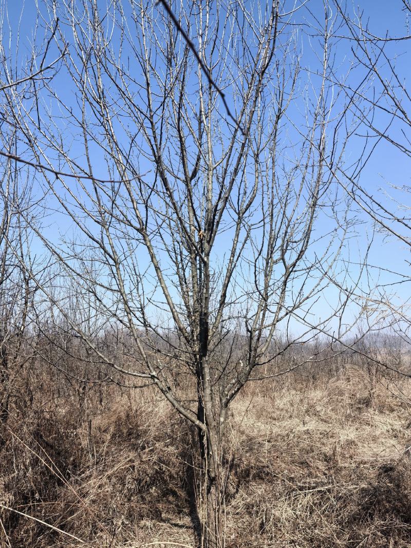 大量出售5-8年生北美海棠树苗