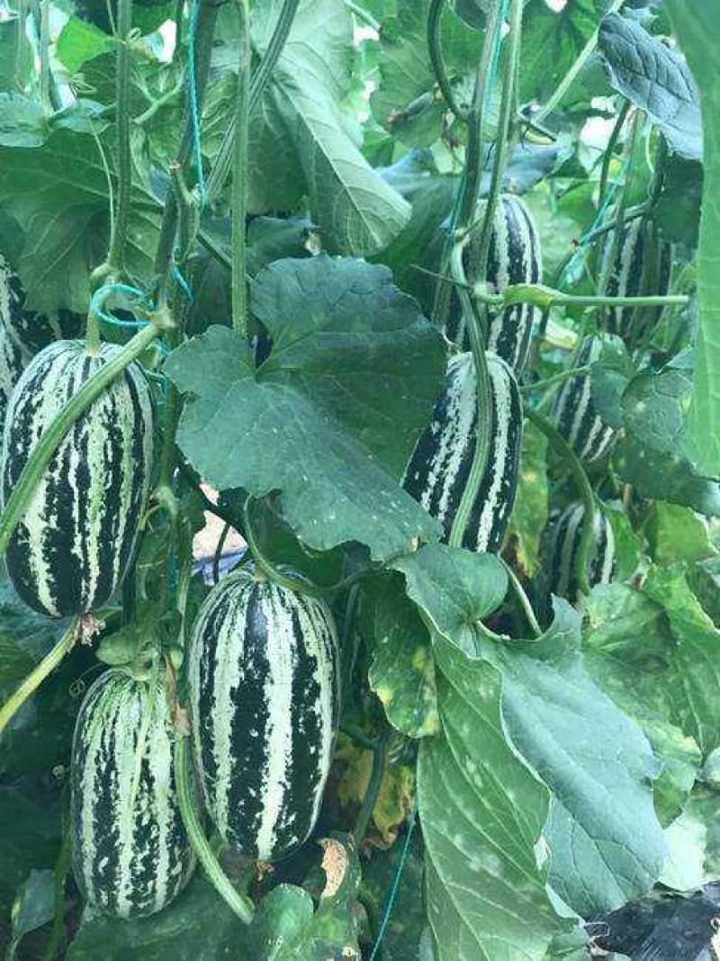 河南内黄县甜瓜博洋9暖棚头茬自然长熟口感香酥脆甜量大从优