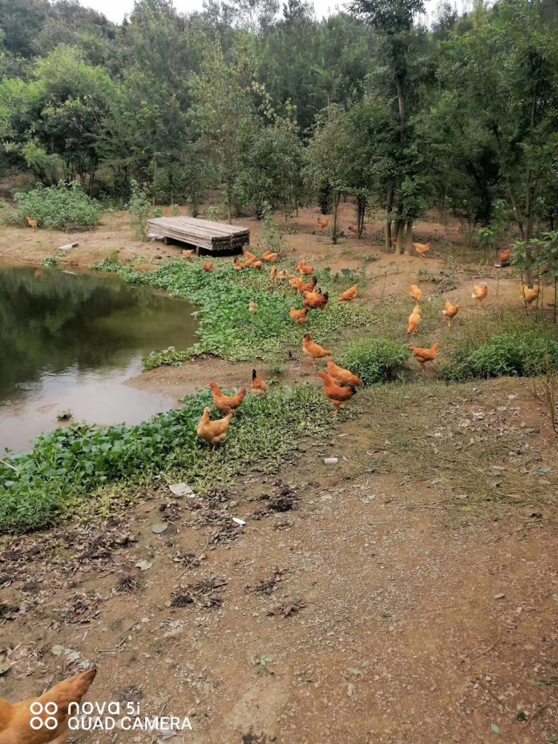 精品土蛋，林间散养，香味浓郁，物美价廉，自产自销