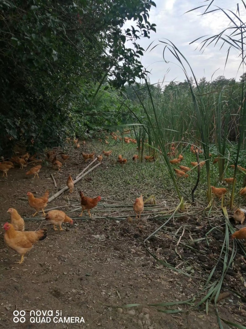 精品土蛋，林间散养，香味浓郁，物美价廉，自产自销