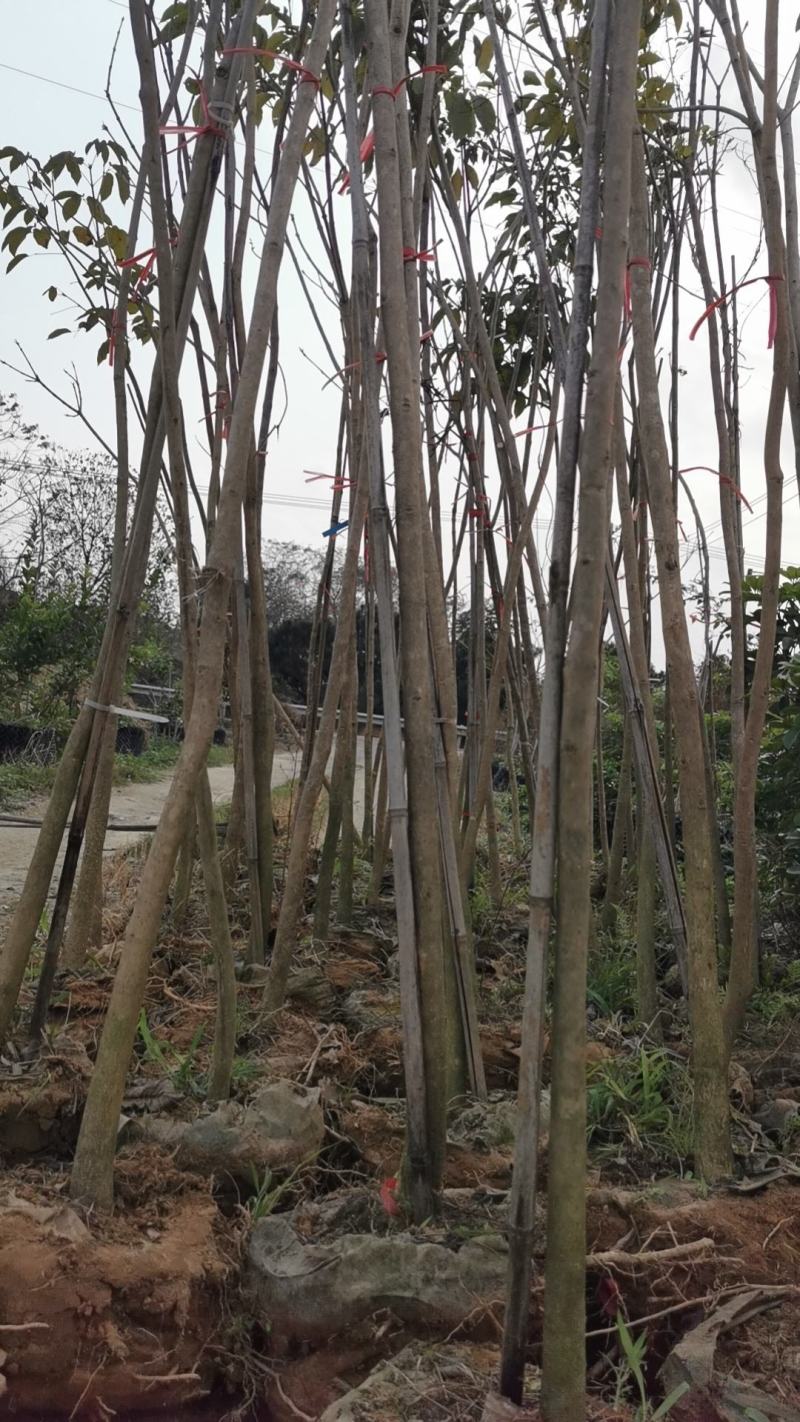 紫花风铃