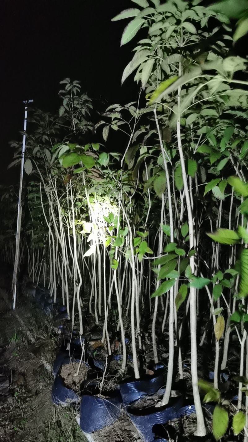 紫花风铃