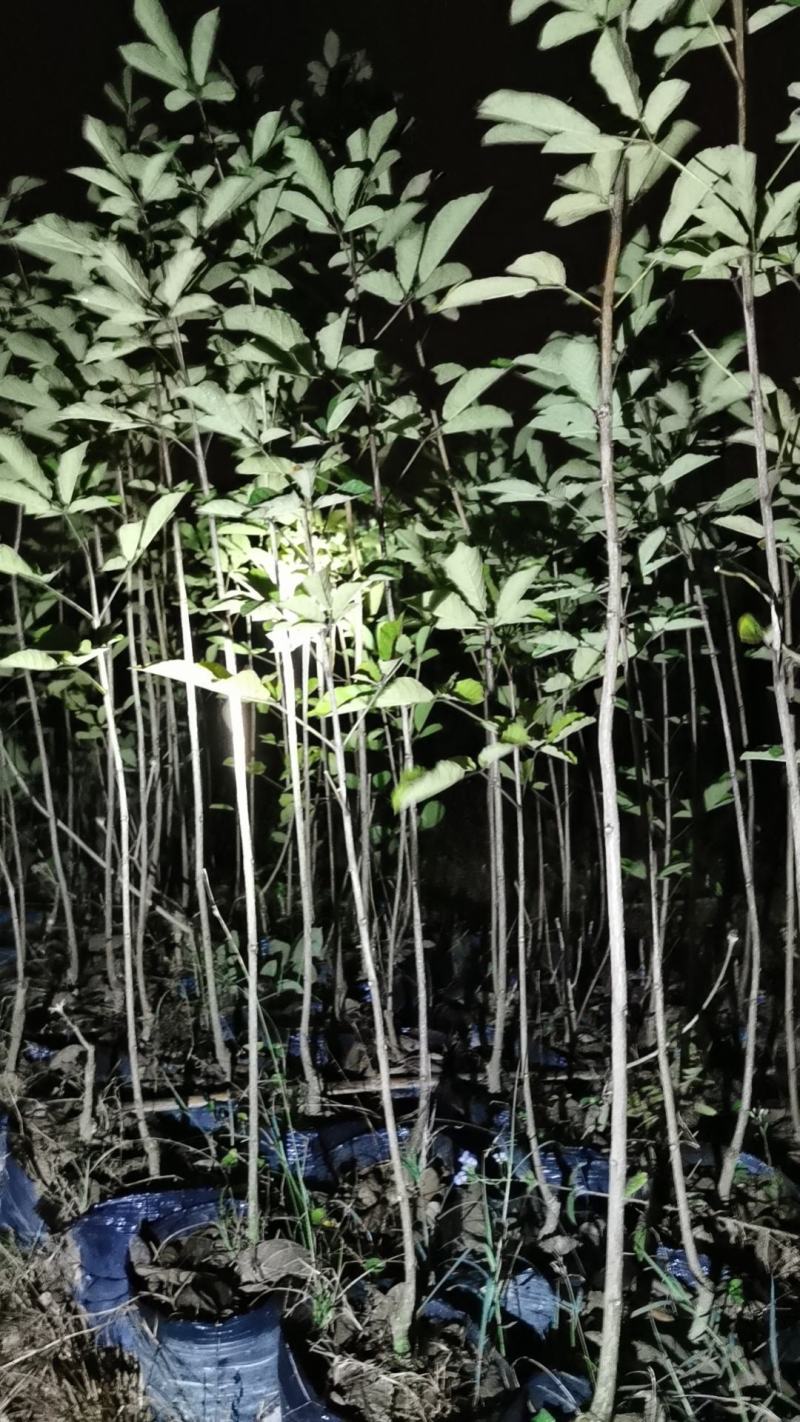 紫花风铃