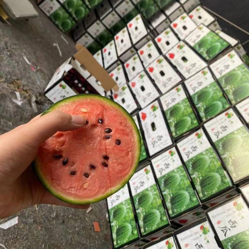 《优质商家》小糖丸小西瓜产地直发各大市场、商超、赶集
