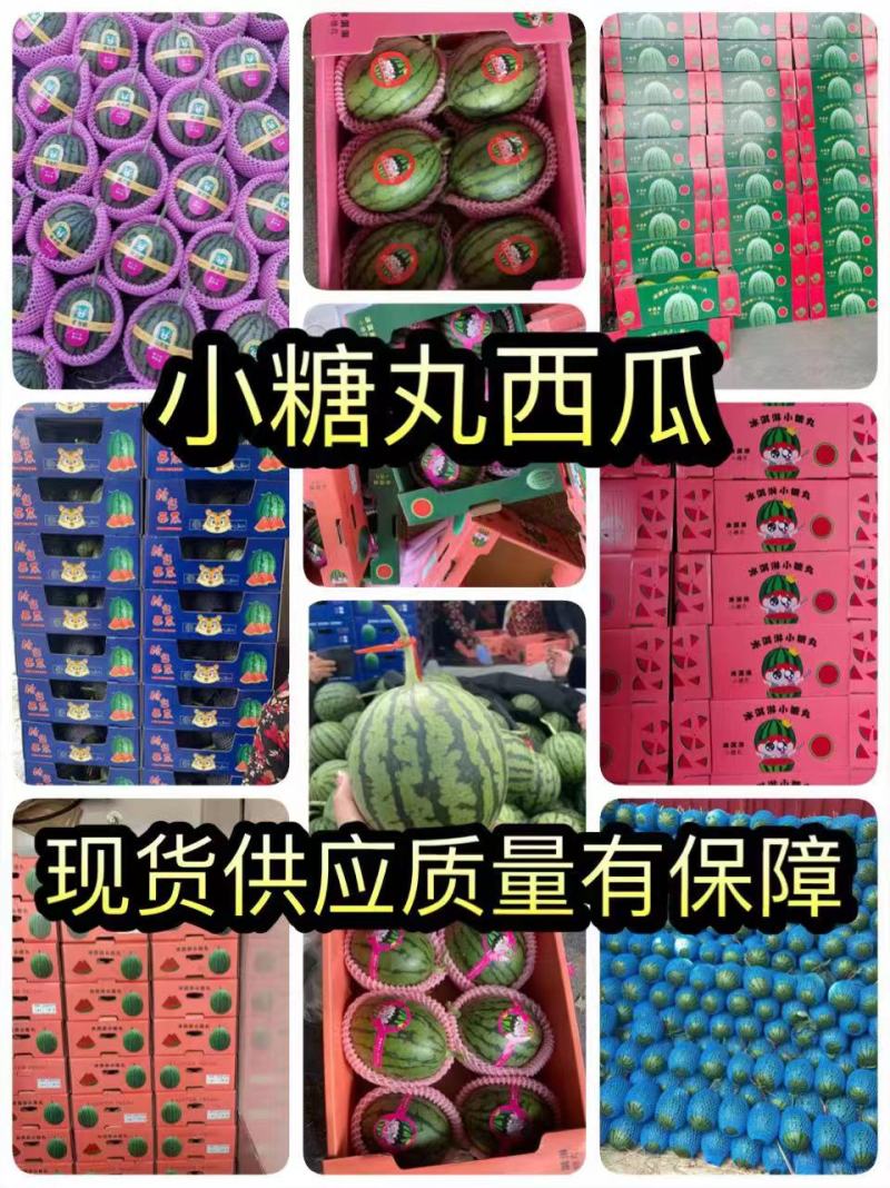 《优质商家》小糖丸小西瓜产地直发各大市场、商超、赶集