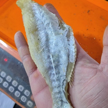 干水大目鱼