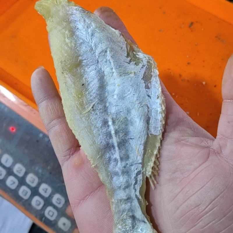 干水大目鱼
