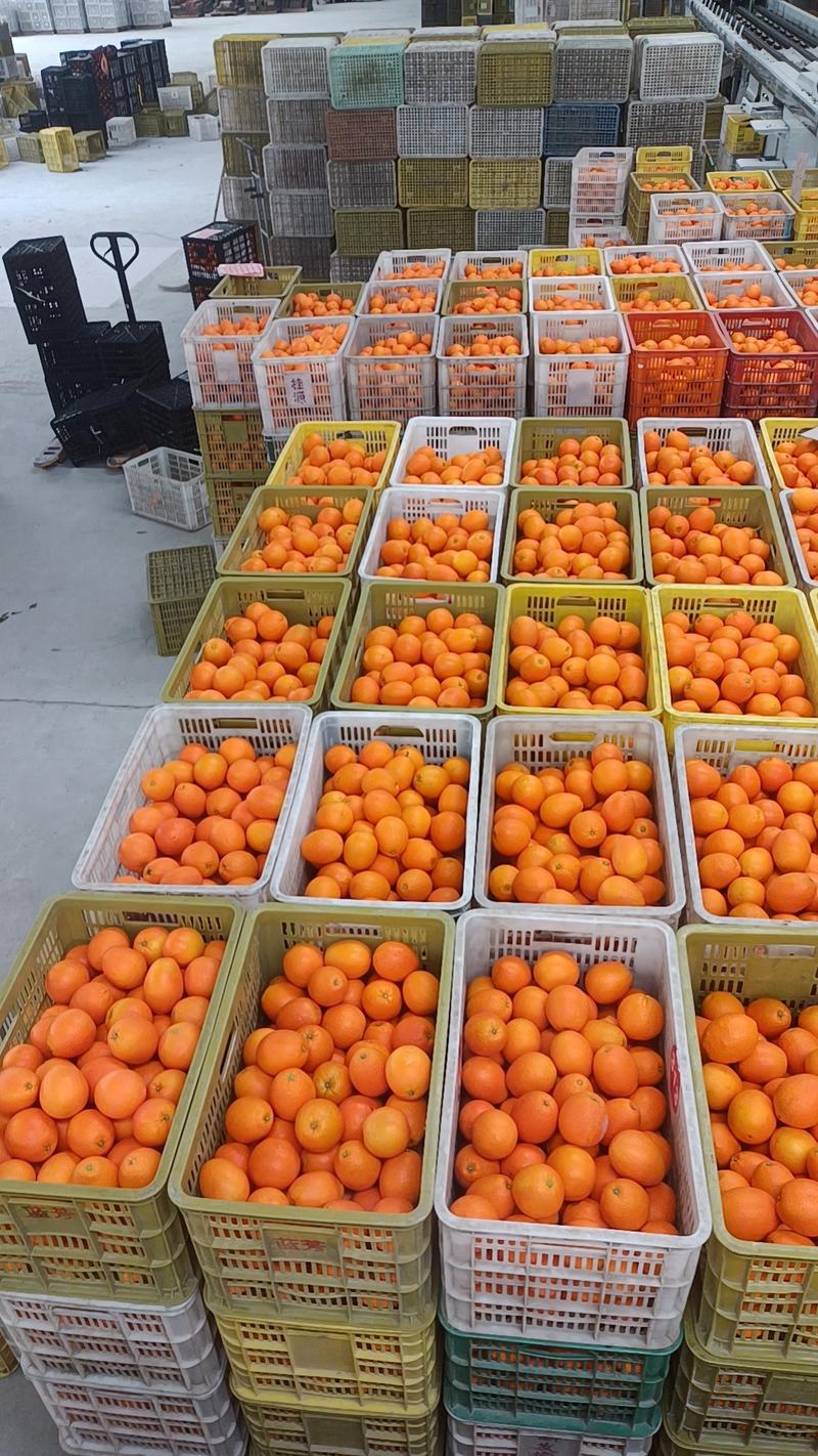 湖北宜昌精品中华红橙，大量供应，皮薄多汁，果面干净，