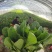 大叶菠菜河北越冬菠菜规格齐全承接商超社团配菜代发