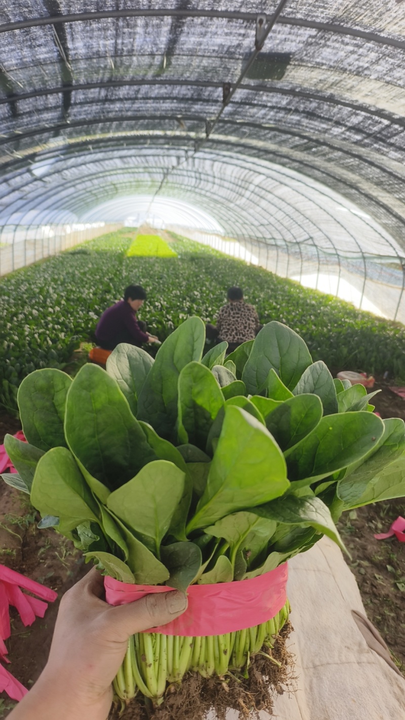 大叶菠菜河北越冬菠菜规格齐全承接商超社团配菜代发