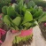 大叶菠菜河北越冬菠菜规格齐全承接商超社团配菜代发