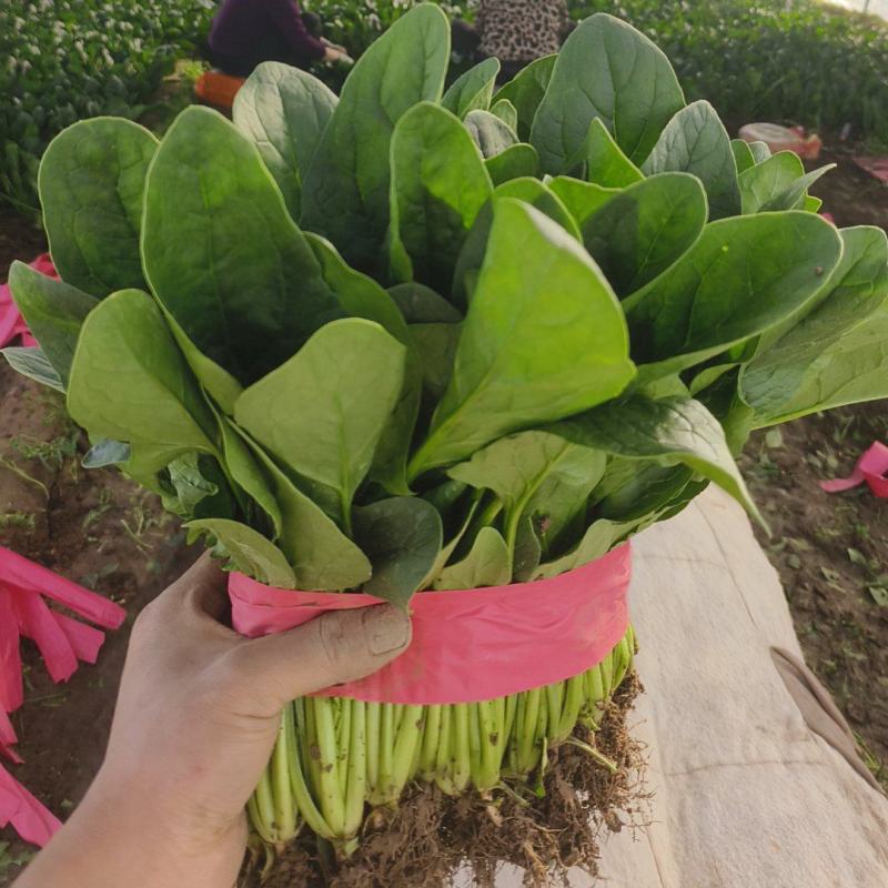 大叶菠菜河北越冬菠菜规格齐全承接商超社团配菜代发