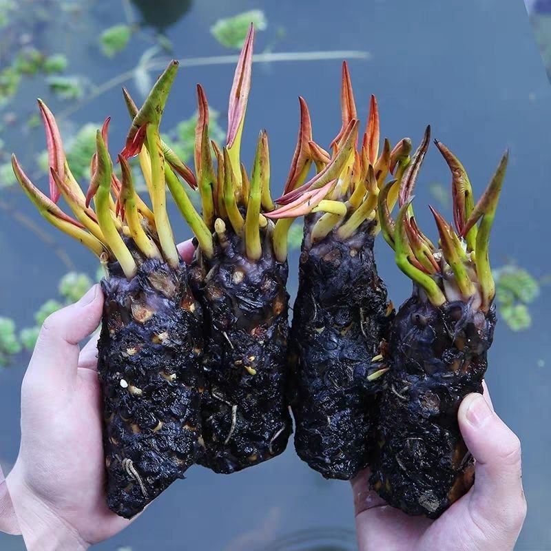 睡莲花鱼缸睡莲根块带花苞四季盆栽水培耐寒植物庭院大小睡莲