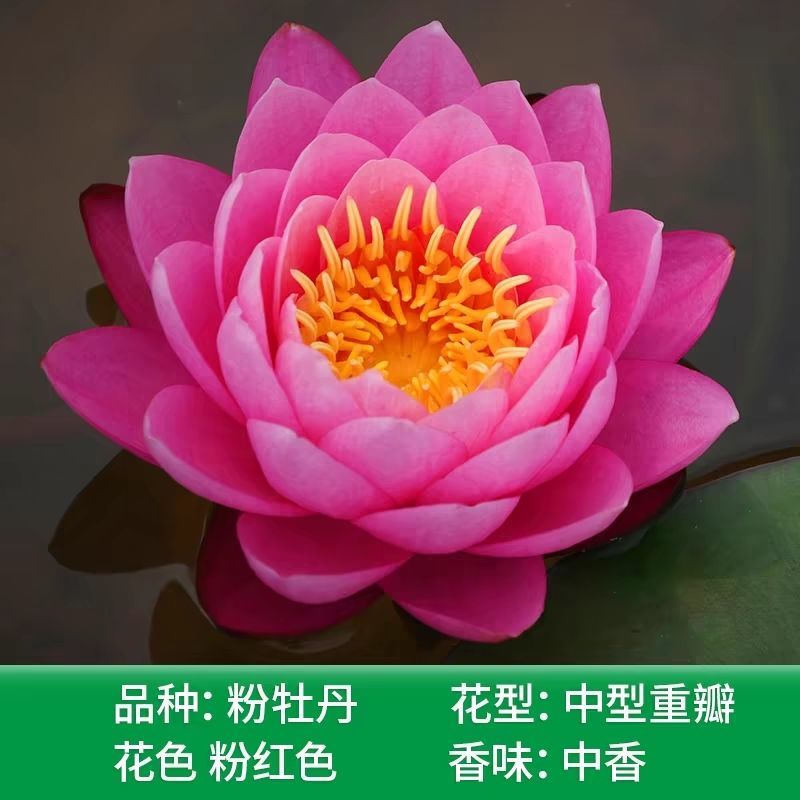 睡莲花鱼缸睡莲根块带花苞四季盆栽水培耐寒植物庭院大小睡莲