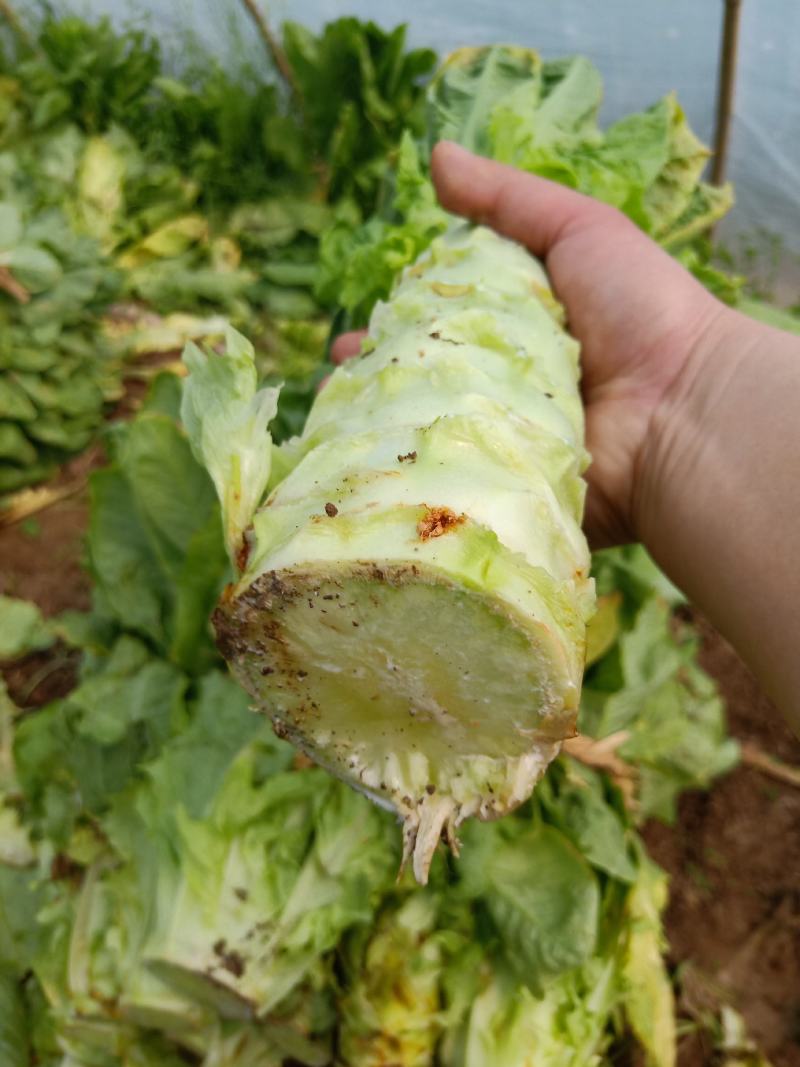 湖北钟祥大棚圆叶白皮绿肉莴笋基地