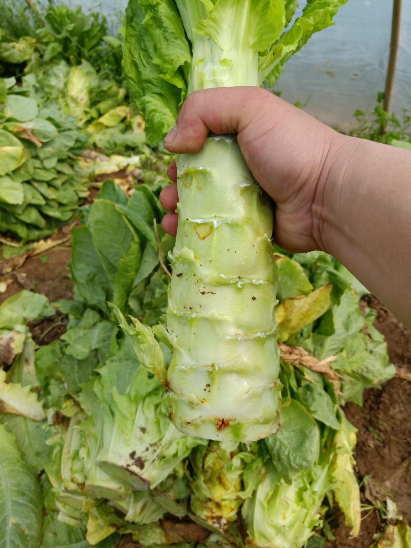 湖北钟祥大棚圆叶白皮绿肉莴笋基地