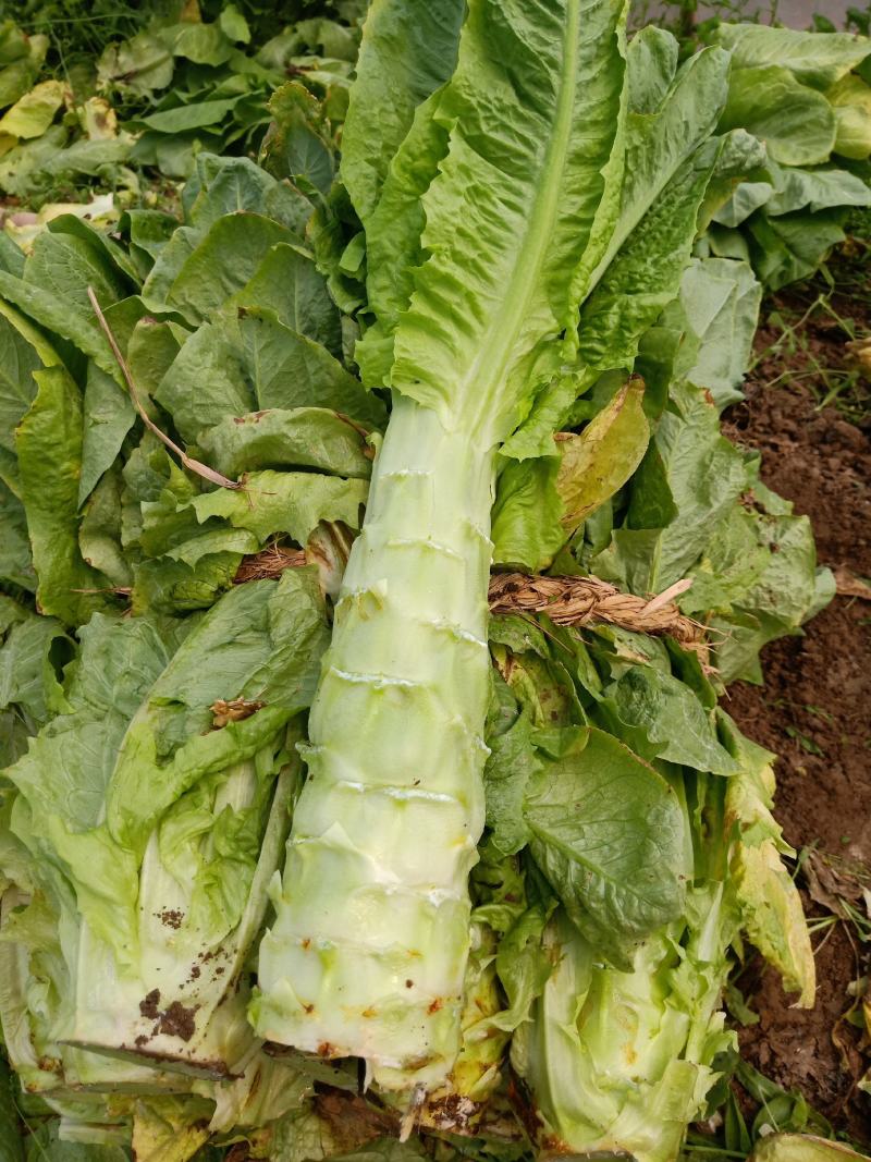 湖北钟祥大棚圆叶白皮绿肉莴笋基地