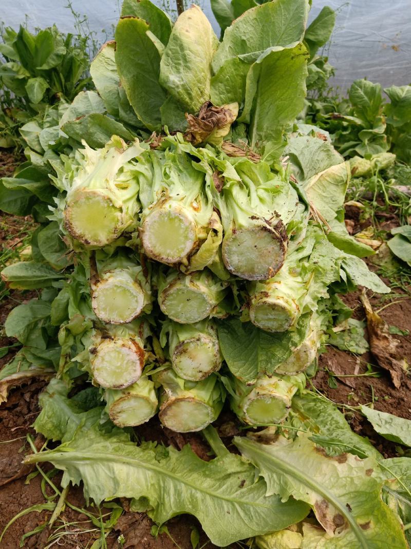 湖北钟祥大棚圆叶白皮绿肉莴笋基地