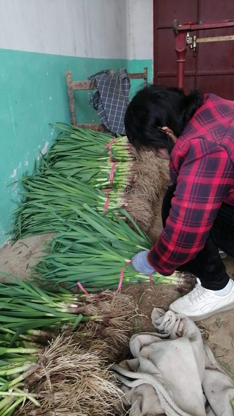 红根蒜苗