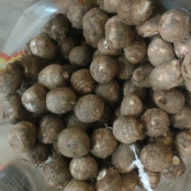 （芋头）8520芋头大量有货销售，品质好，全国发货