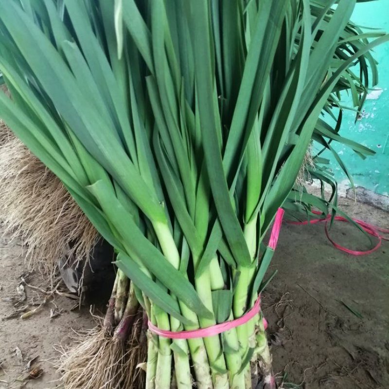 红根蒜苗
