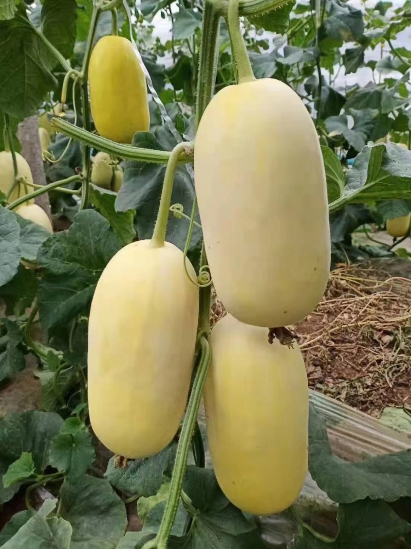 山科蜜，星甜20，博洋，绿宝羊角蜜山东潍坊大量上市中。