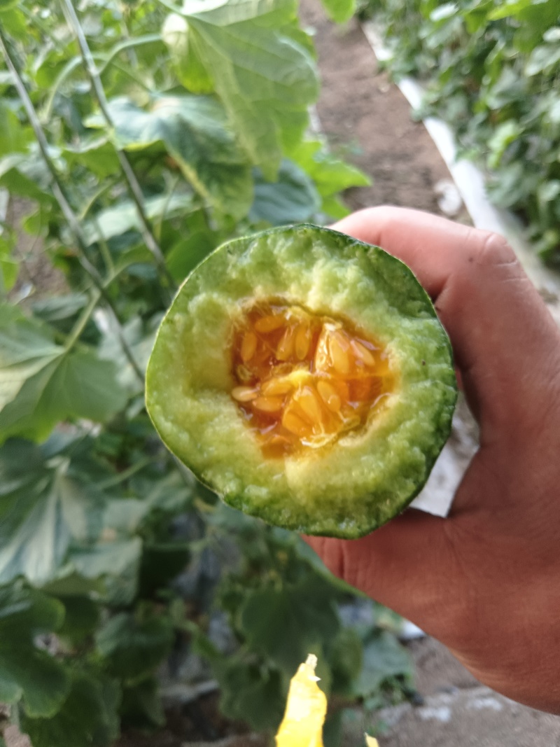 山科蜜，星甜20，博洋，绿宝羊角蜜山东潍坊大量上市中。