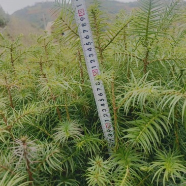 树苗批发，杉树苗，松树苗，湿地松苗。