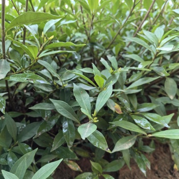 苗圃直供小叶栀子花杯苗耐修剪易成活四季常绿花朵清香价实惠