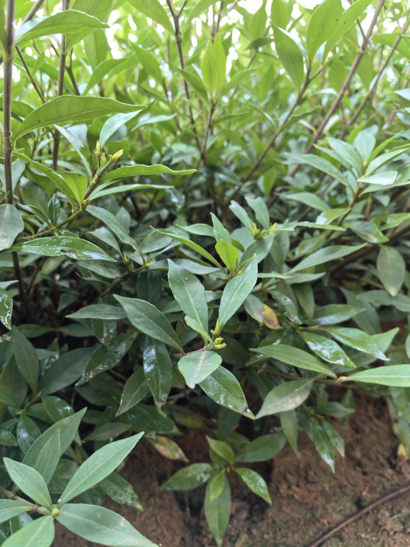 苗圃直供小叶栀子花杯苗耐修剪易成活四季常绿花朵清香价实惠