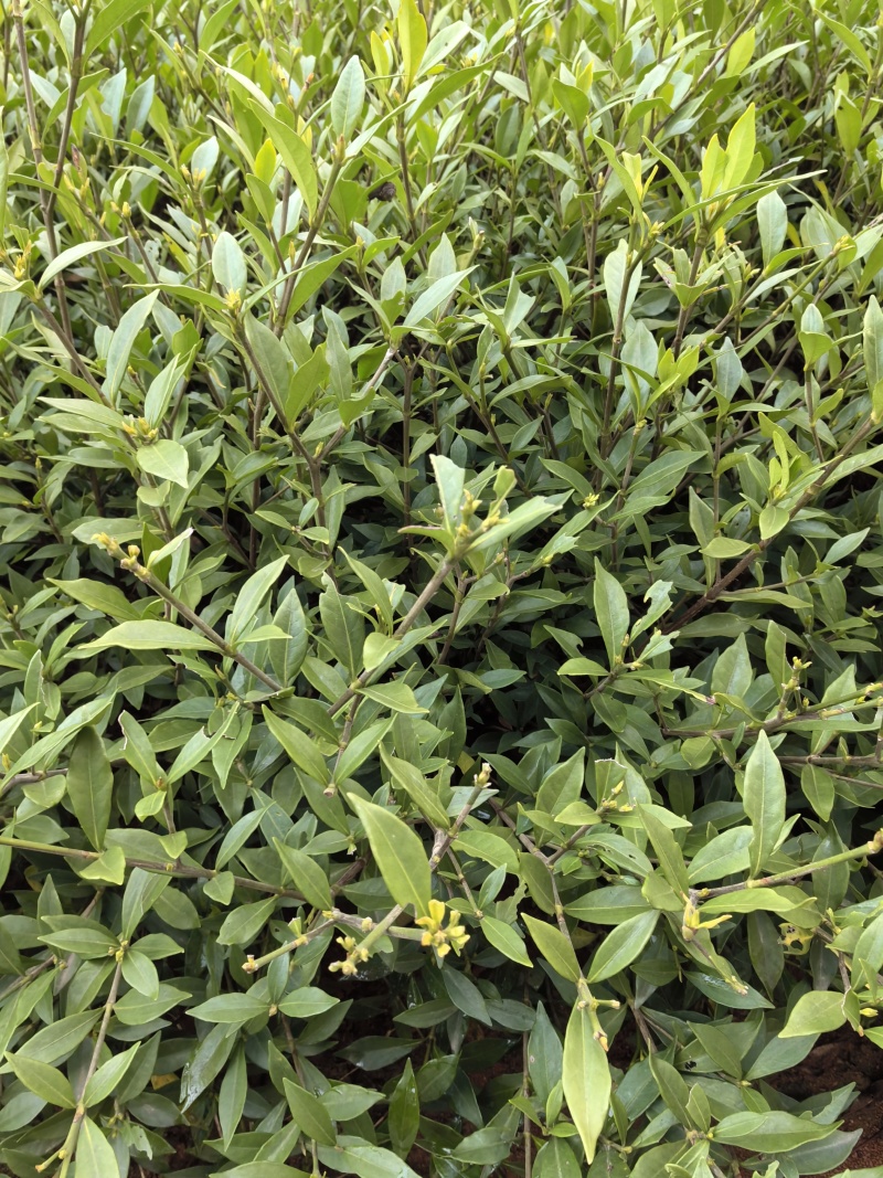 苗圃直供小叶栀子花杯苗耐修剪易成活四季常绿花朵清香价实惠