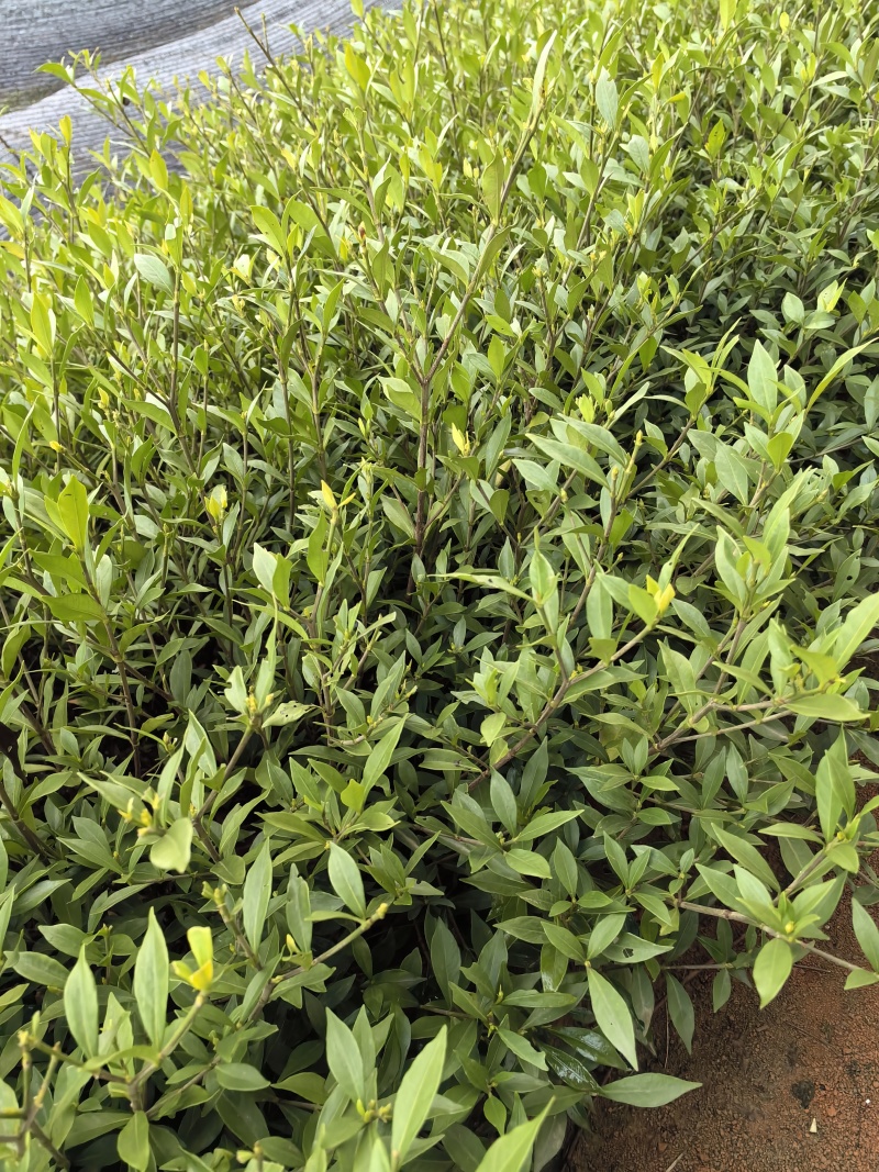 苗圃直供小叶栀子花杯苗耐修剪易成活四季常绿花朵清香价实惠