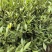 苗圃直供小叶栀子花杯苗耐修剪易成活四季常绿花朵清香价实惠