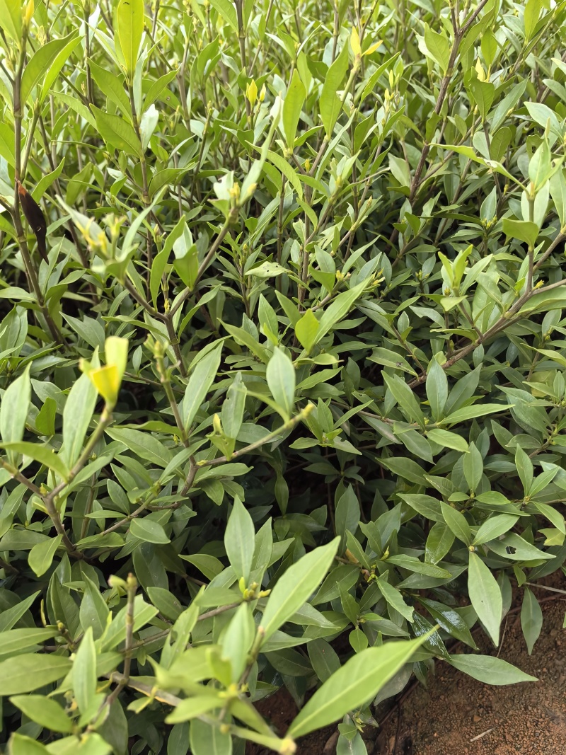 苗圃直供小叶栀子花杯苗耐修剪易成活四季常绿花朵清香价实惠