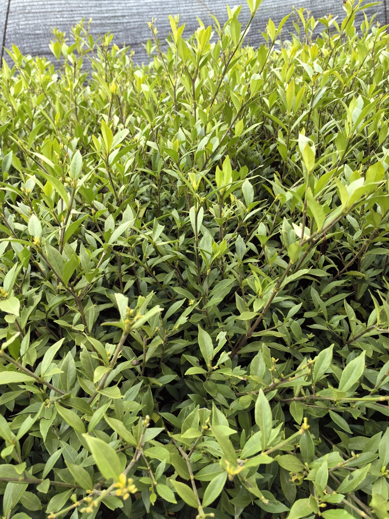 苗圃直供小叶栀子花杯苗耐修剪易成活四季常绿花朵清香价实惠