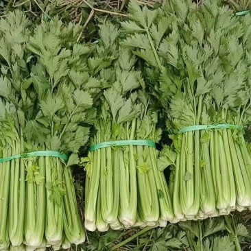 西芹大量有货欢迎商超市场食堂电商对接保质保量