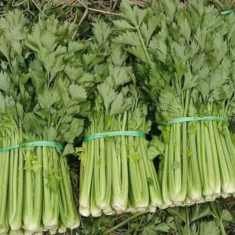 西芹大量有货欢迎商超市场食堂电商对接保质保量
