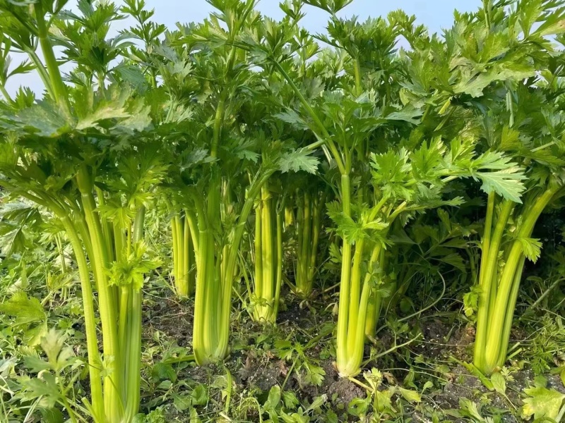 西芹大量有货欢迎商超市场食堂电商对接保质保量
