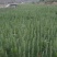价格实惠，量大从优