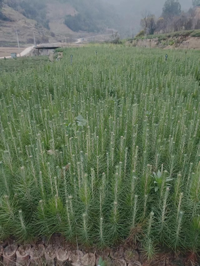 价格实惠，量大从优