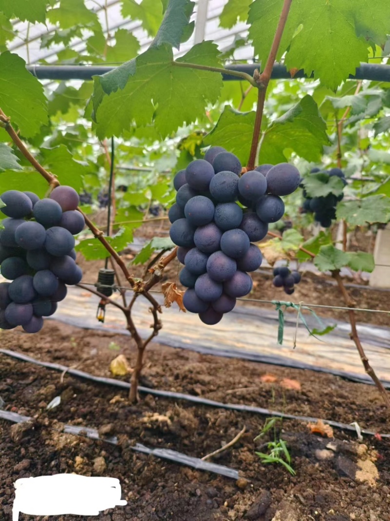 山东巨峰葡萄暖棚果已上市现摘现发量大从优欢迎咨询